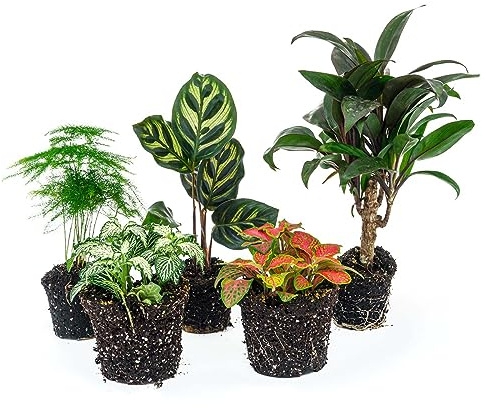 urbanjngl - urbanjngl.com - Plant Terrarium Set - Makoyana - 5 Plants - Palm - Calathea Makoyana - Asparagus - Red & White Fittonia