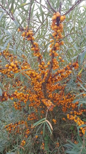 Hippophae rhamnoides 'Askola' / Argousier femelle/Conteneur de 3 à 4 litres/Arbuste fruitier