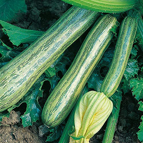 Courgette Striato d’Italia Seeds – Pack of 40 Seeds – The Italian Courgette – Productive & Vigorous Plant – for Your Kitchen Garden