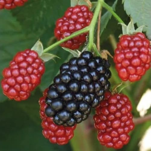Dornenlose Brombeere Black satin 1L Garten Pflanze mit Schönen Blüten - Die Perfekte Dekoration für Ihr Grundstück - Für Anfänger und Professionelle Gärtner - Leckeres und Gesundes Obst