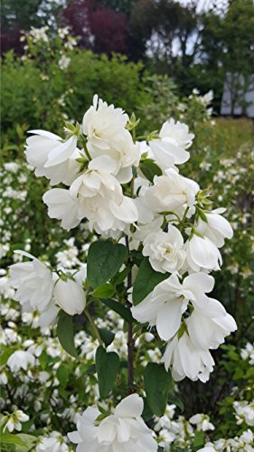 gefüllter Duftjasmin Phildelphus Snowbelle 80-100 10 L Topf | Winterhart, duftend & reichblühend – kompakt wachsend und bienenfreundlich, ein Blickfang für den Garten