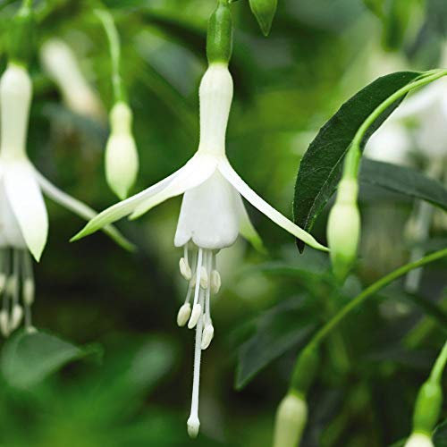 Fuchsia 'Hawkshead' Hardy Shrub Flowers Plugs Summer Autumn Flowering Garden Plants Grow Your Own 3 x Jumbo Plugs Fuchsia 'Hawkshead' by Thompson and Morgan