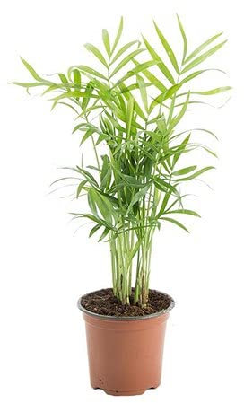 DECOALIVE Palmera de Salón Planta de Interior Natural Palma de Salón, 8436601571847