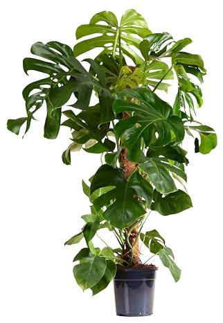 Bloomique - Monstera Deliciosa - Mit Moosstab - Fensterblatt - XXL Zimmerpflanzen - Luftreinigend - Pflegeleicht - 120-140 cm hoch - Topf 24 cm