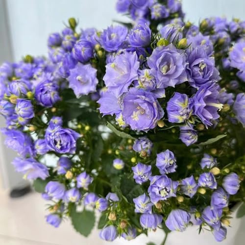 campanule - ornamentali per zone soleggiate semi di campanula balcone insoliti interno, autunnali d'appartamento rare primaverili, 200semi