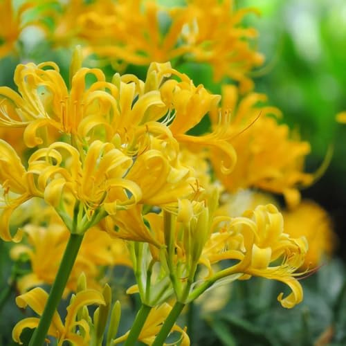 giglio ragno - Lycoris Radiata di decorazione giardino balcone decorazione 6bulbi