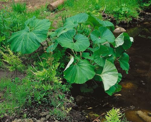 Petasites Albus 11x11 cm Topf – Winterhart, Mehrjährig, Pflegeleicht – Weißer Pestwurz – Bodendecker für Schattenbereiche & Unterpflanzung