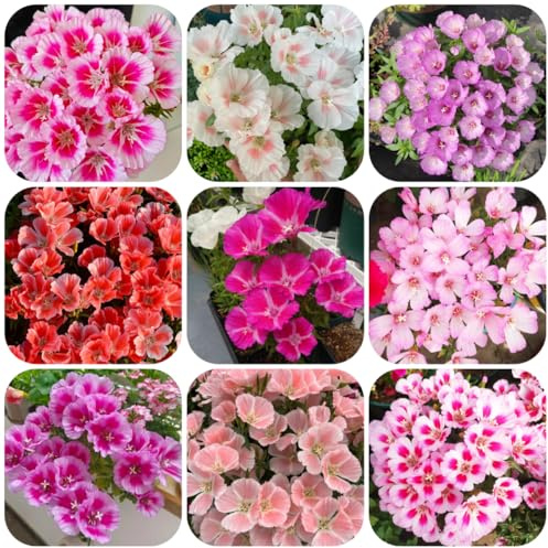 semillas de azalea de verano, decorativas resistentes para balcón azalea verano Decoración jardín para exteriores, alfombra, balcón perennes resistentes 200pcs