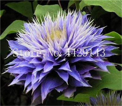 Kalash New 100 PCS Fresh Clematis Flower Seeds for Gardening Light Blue