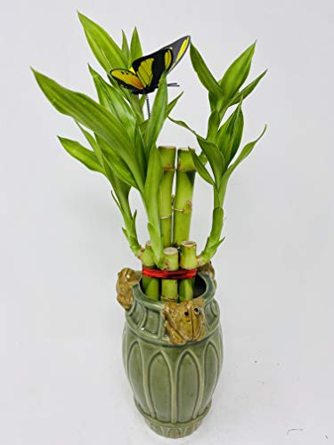 Five Style Lucky Bamboo 6 Frog Ceramic Pot -JMBamboo