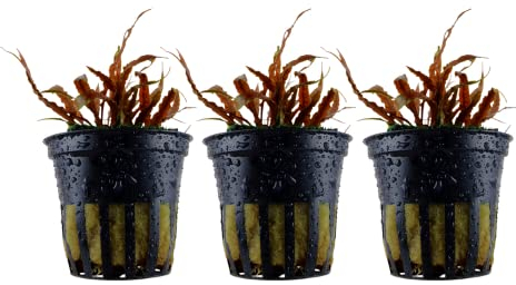 AquaOne Aquarium Pflanze 3 Stück Cryptocoryne albida 'Brown' I Wasserpflanze Aquariumpflanze Rosette voll durchwurzelt einfach pflegeleicht Aquascaping Dekoration