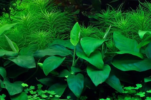 AquaOne Aquarium Pflanze In Vitro Anubias barteri nana Wasserpflanze | 1-2-Grow Aquariumpflanze Becher Labor-Aquarienpflanzen Dekoration Aquascaping