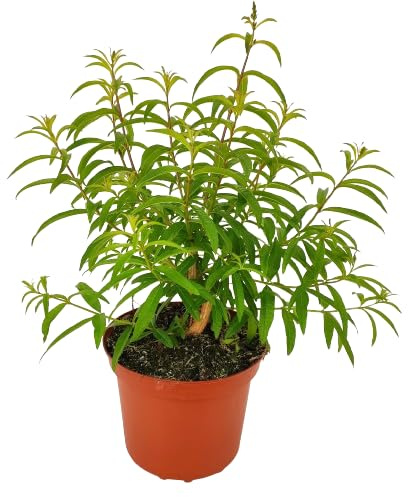 Hierba Maria Luisa Planta DECOALIVE Planta Natural