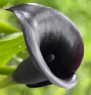 Night Cap Spectacular Flowering Calla Lily Blooming Size Bulbs for Beautiful Flowers in Your Garden - sale