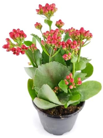 Kalanchoe Natural Planta Decorativa de Riego Moderado