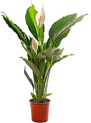 Spathiphyllum, grande plante d'intérieur, purifie l'air de votre maison.