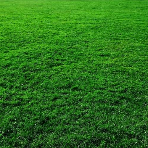 20kg Tough Lawn Hard Wearing Tough Back Lawn Grass Seed DEFRA Certified Seeds Kids and Pets 20kg