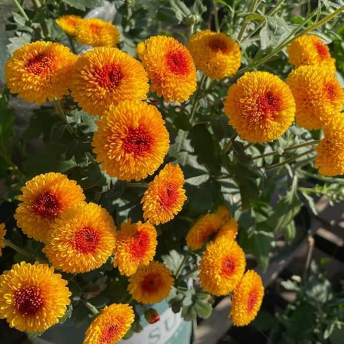 Semillas de Pompon Mamma, Decoración de jardín para exteriores exóticas de balcón resistentes semillas de raras 150pcs