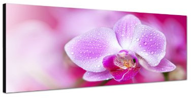 Augenblicke Wandbilder Keilrahmenbild Wandbild 150x50cm Orchidee Blüte Blume Wassertropfen pink