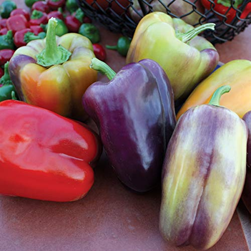 Burpee Pinot Noir Sweet Pepper Seeds 30 seeds