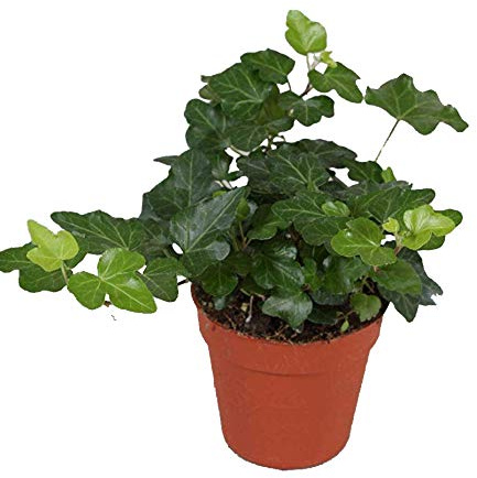 Efeu (Hedera helix), echte Pflanze, als Hängepflanze, Bodendecker oder Zimmerpflanze, pflegeleicht (im 9cm Topf, Sorte: Wonder, grünlaubig)