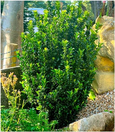 GrowOn Shrubs Euonymus Japonica Spindle Bush 'Green Spire' | Evergreen Shrub | Outdoor Garden Ready Plant