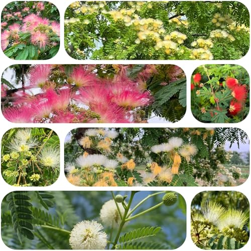 semi di albero seta, albero dormiente semi biologici per piante da balcone piante da giardino di esotiche fiori tappezzanti resistenti fiori per balcone tappezzante resistenti 300pcs