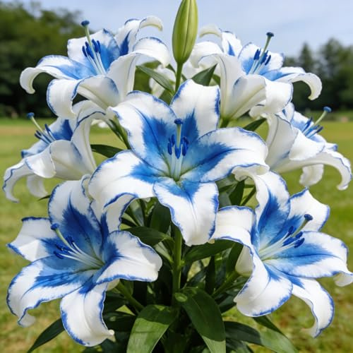 gigli, lilium - bulbo to da, decorative in vaso rari primaverili, lungo periodo da giardino interno appartamento 3bulbi