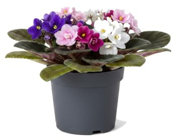 DECOALIVE Violeta de África y Violeta Africana Saintpaulia Ionantha 12 cm de Maceta Altura 20 cm Planta Viva