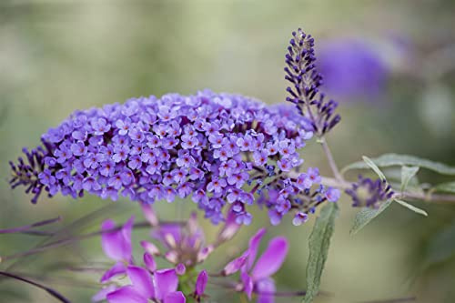 Buddleja davidii 'Ile de France' 100–125 cm – Winterhart, Mehrjährig, Pflegeleicht – Schmetterlingsflieder – Blütenstrauch für Garten & Beet