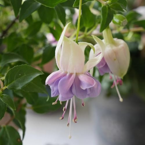 winterharte fuchsien - bio, wild, alte sorten für garten, steingarten, 250samen