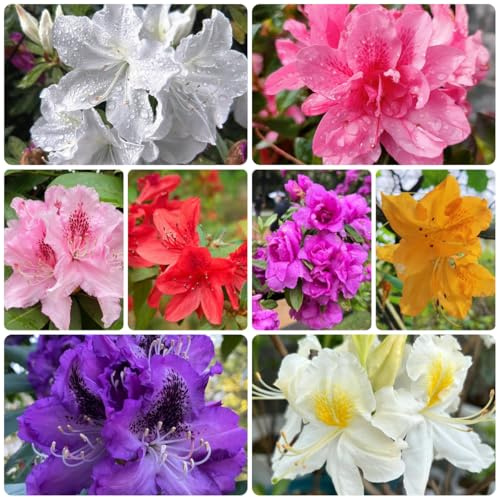 semi di rododendro, perenni resistenti rialzati azalea, balcone resistenti, giardino, 30pcs