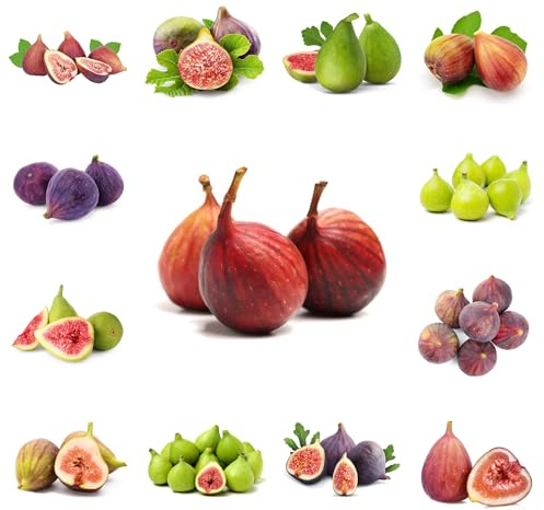 semi di fico resistenti al freddo, cespugli bacche fico da colonnari biologici ciliegio nano, interno giardino 60pcs