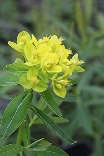 WASSERPFLANZEN WOLFF - 4er-Set im Gratis-Pflanzkorb - Euphorbia palustris - winterhart - Sumpfwolfsmilch, gelb