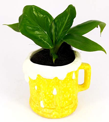 POWERS TO FLOWERS - BANANO, PIANTA DEL BANANO MINI IN VASO BOCCALE BIRRA, pianta vera