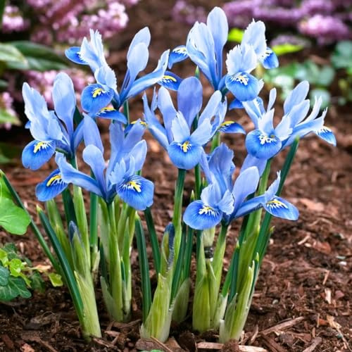 Votaniki Iris Reticulata Alida Bulbs - Long Lasting Blooms, Perennial Iris Reticulata 'Alida' | Large Flower Iris Bulbs for Planting - Easy to Grow (12 Pack)