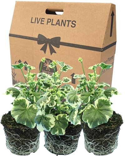 Geranium Plants Live for Planting - 3 Large 1ltr Pot Size Garden Ready, Well Rooted, Established Pot Bedding. Add Flower Colour to Containers, Baskets, Patio & Beds. Pink & Red Flowers