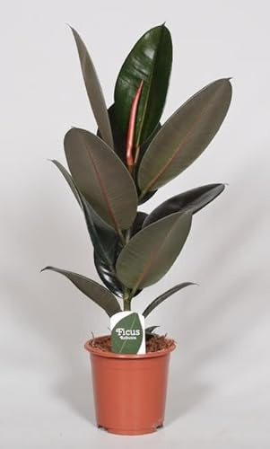 Ficus Elastica Abidjan - 50-60cm - Ø17cm - Pianta d'appartamento - Sempreverde