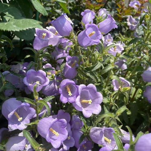 Glockenblume, Campanula medium, balkonpflanzen winterhart gartenpflanzen 800Samen