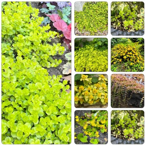 Centella decoración de sala de estar jardín otoño resistentes jardín semillas exóticas silvestres balcón perennes para 500pcs