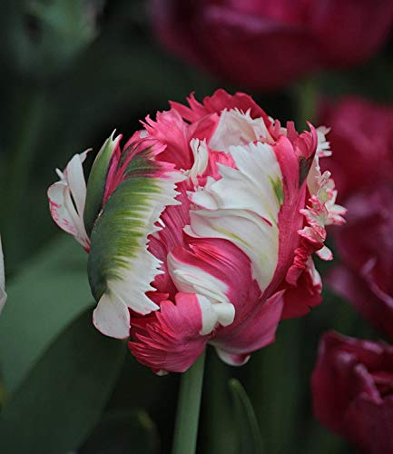Papagein Tulpen Estella Rijnveld Tulpenzwiebeln (10 Blumenzwiebeln)