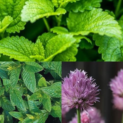 Herb Seeds Collection - 3 Packets - Peppermint, Lemon Balm, Chives - 900 Fresh Herb Seeds - Plant and Grow Your Own Perennial Herbs Indoors or Outdoors in The UK by Meldon Seeds