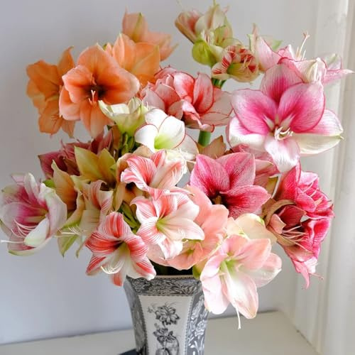 bulbi Amaryllis - Hippeastrum rutilum di giardino ombra, resistenti interni esotici balcone con letti elevati perenni resistenti balcone tagliati 3pcs