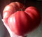 Semillas de tomate rosa gigante Kogot Medvedya - garra de oso de la herencia estadounidense Variety