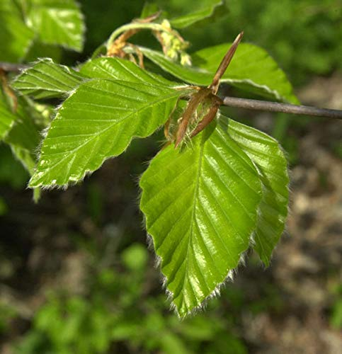 Rotbuche 60-80cm - Fagus sylvatica - lebende Gartenpflanze aus den Baumschulen