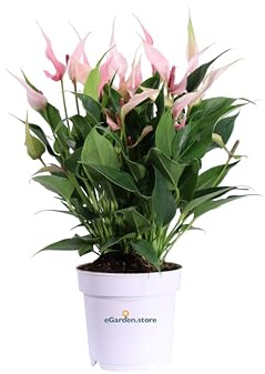 Pianta di Anthurium Lilli pianta di Anturio pianta da interno pianta ornamentale fiore rosa pianta da arredo pianta purifica ambiente piants vera di Anthurium Lilli venduta da eGarden.store