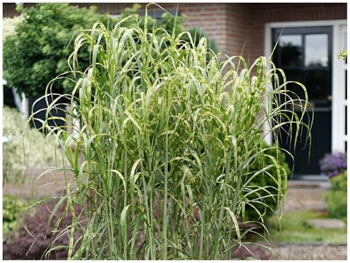 Stauden Gänge 5 x Miscanthus x giganteus 'Aligator' im 1 Liter Topf (Ziergras/Gräser/Winterhart/Mehrjährig/Staude) Riesen-Chinaschilf/Elefantengras- Ziergras mit einzigartigem Streifenlook