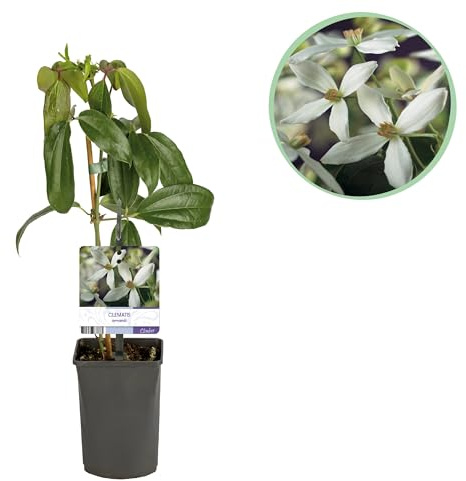 Kletterpflanze - Clematis armandii - Blüte Weiß - Immergrün - Wenig Pflege - 30-40cm - Ø10cm - Gartenpflanze