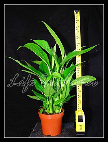 1 Evergreen Table Plant in Pot Indoor Nature AIR Cleaner - Peace Lily