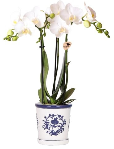 Kolibri Orchideen weiße Phalaenopsis Orchidee Amabilis + Malaga Ziertopf blau - Topfgröße 9cm blühende Zimmerpflanze
